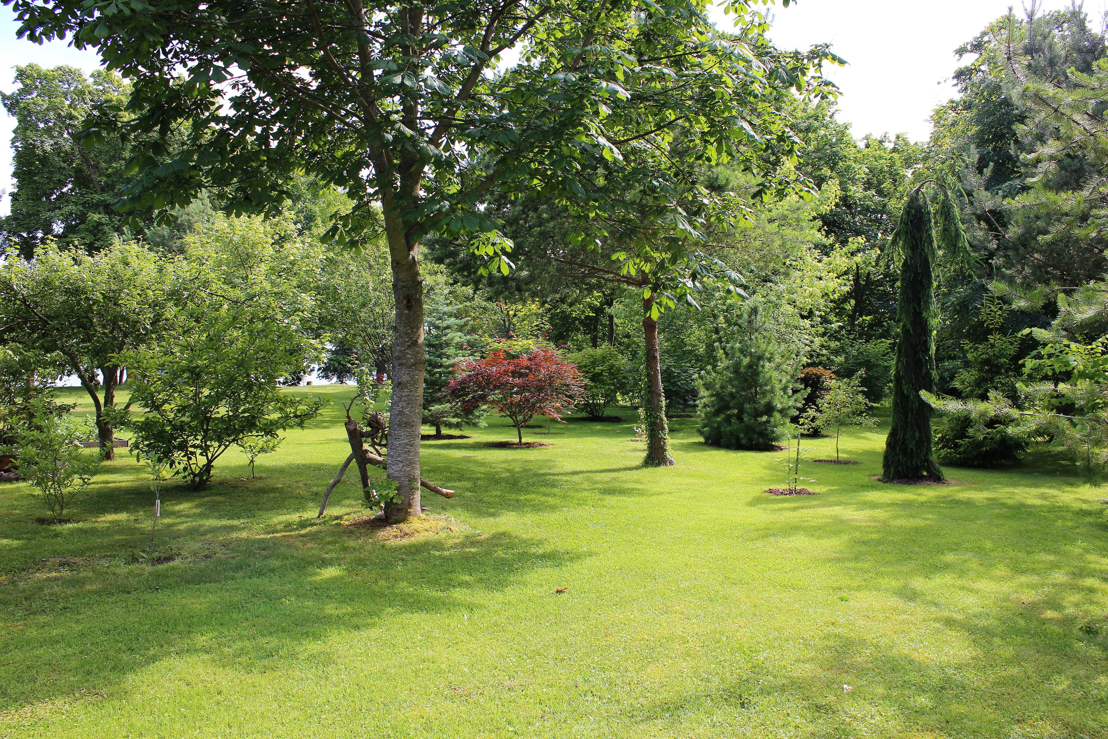 Rannametsa arboreetum